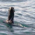 Northern Fur Seal